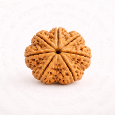 7 Mukhi Rudraksha Bead (Seven-Faced Sacred Rudraksha)