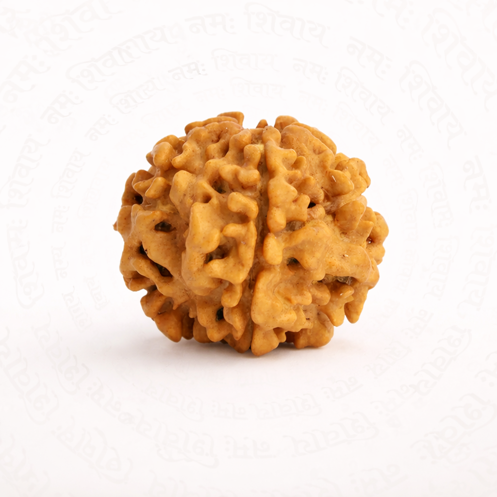 Premium 1 Mukhi Rudraksha – Natural Single Face Sacred Bead
