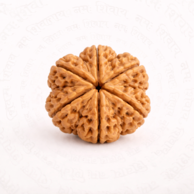 Natural 6 Mukhi Rudraksha – Original Six Face Sacred Bead